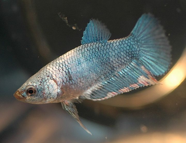 Do Betta Fish Need a Heater? Betta Temperature Guide