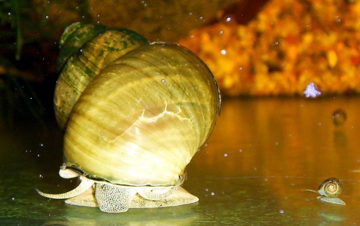 Fish That Dont Need A Filter (Best 9 Species For Your Small Tank Or Bowl)