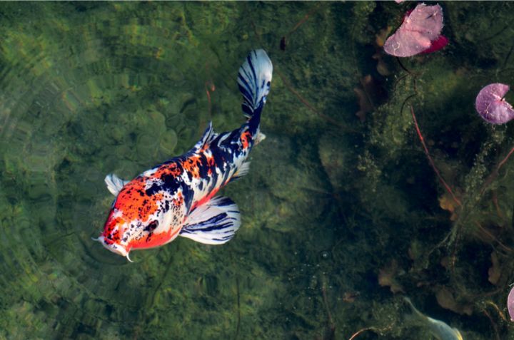 Can Koi and Goldfish Live Together?