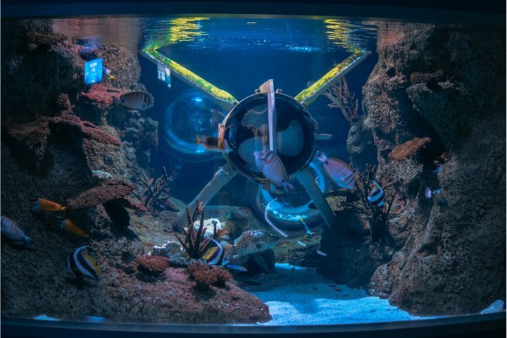 Signs Of A Cycled Aquarium. How Do I Know If My Fish Tank Is Cycled?