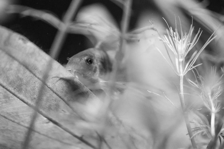 How To Keep Your Fish Tank Clean