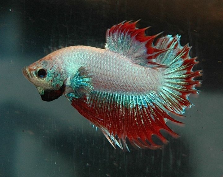 Betta Fish Fungal Infection