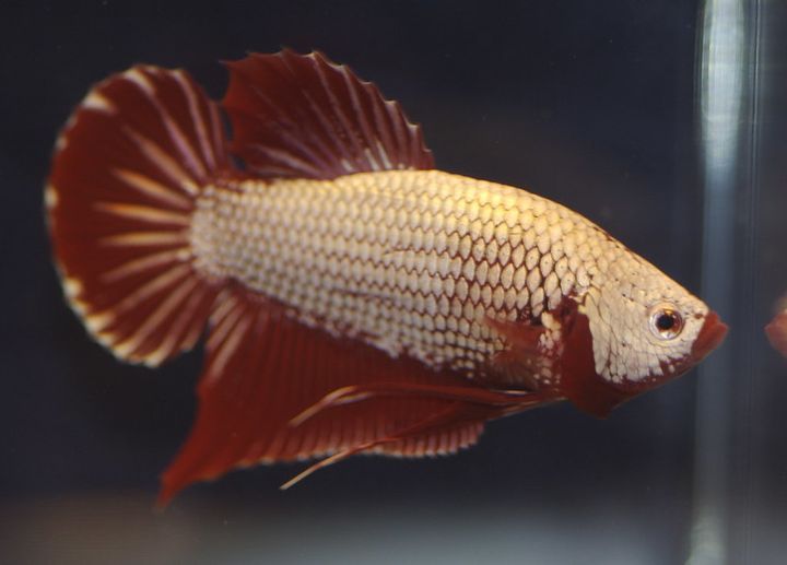 Do Betta Fish Need A Filter?