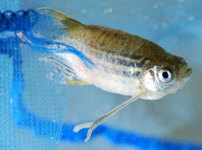 dying fish with parasite