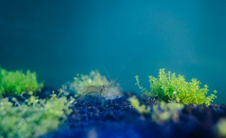 Are Ghost Shrimp Aggressive?