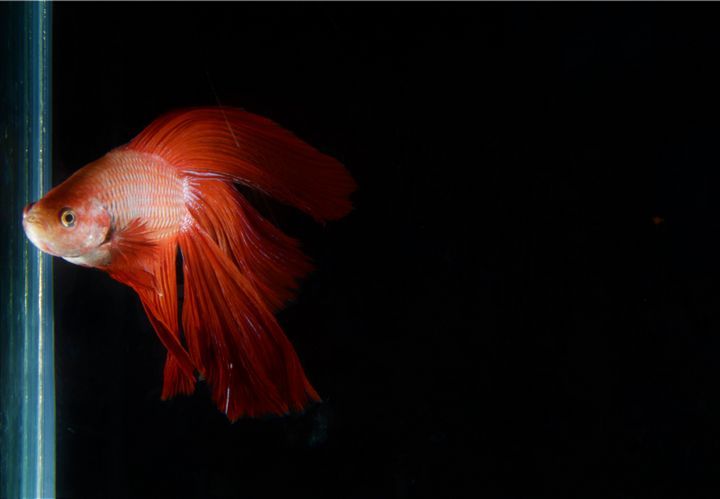 What Is The Best Betta Fish Tank Size? Choosing The Right Size Aquarium For Your Fish