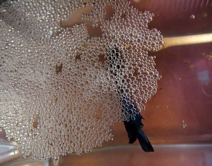 Betta Fish Eggs 101 (Appearance, Hatching Time And More)