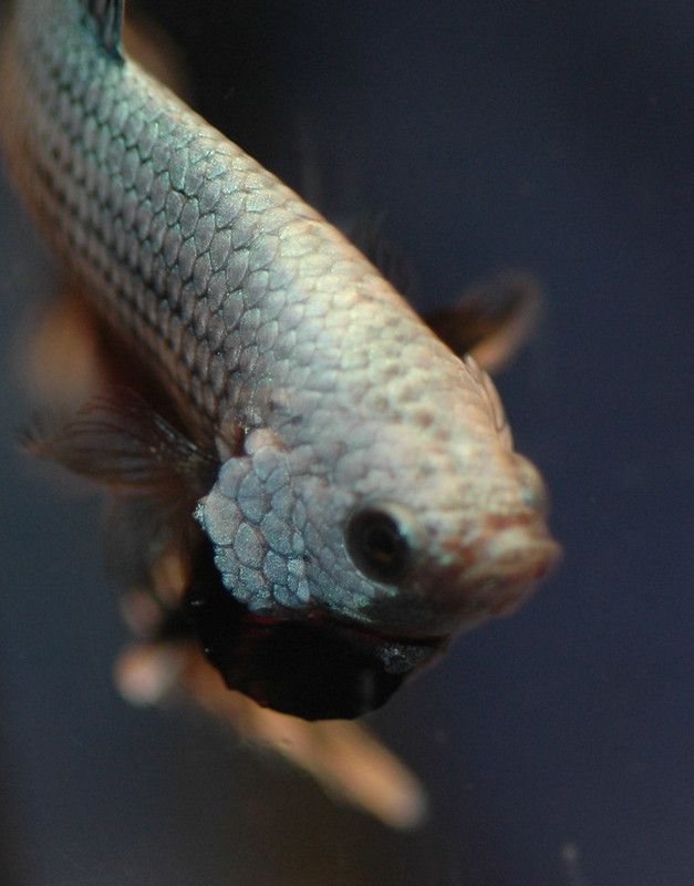 Betta Jumped Out Of Tank! Why? What Are The Solutions?