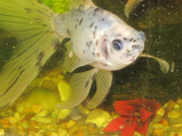 How Long Can Goldfish Go Without Food?