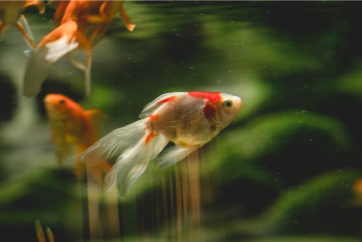 Betta Fish Popeye (Swollen, Bulging Eye) Symptoms, Causes, Treatment