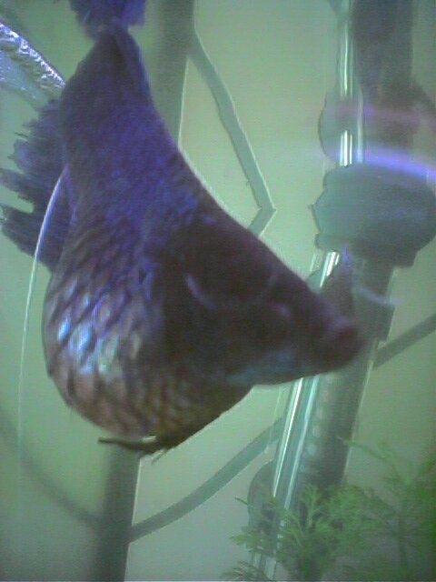 Melafix For Swim Bladder Disease — Will It Work?