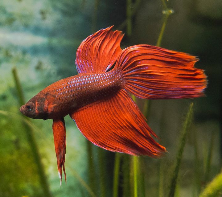 Do Betta Fish Shed Or Molt? Why Is My Betta Fish Skin Peeling?