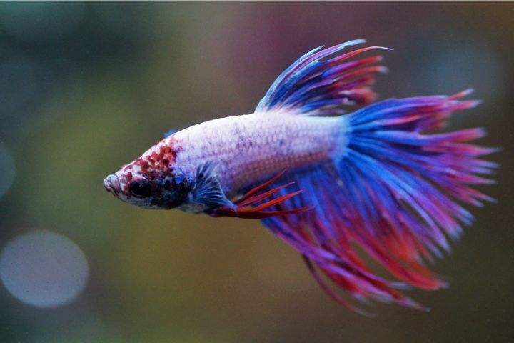 How Fast Do Betta Fish Grow?