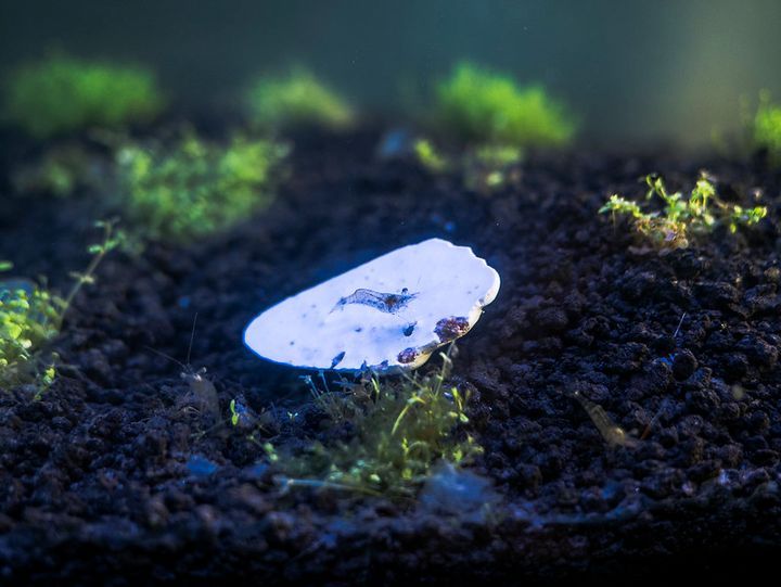 How Many Ghost Shrimp Should Be Kept Together?