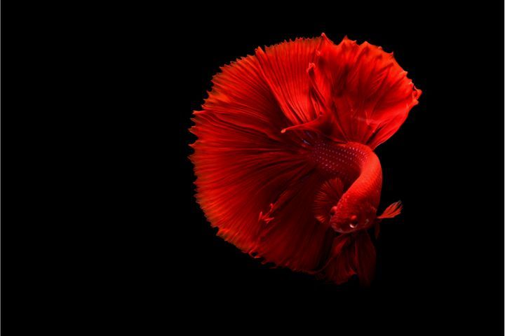 Swim Bladder Disease Betta (Symptoms, Treatment and Prevention For Your Betta)