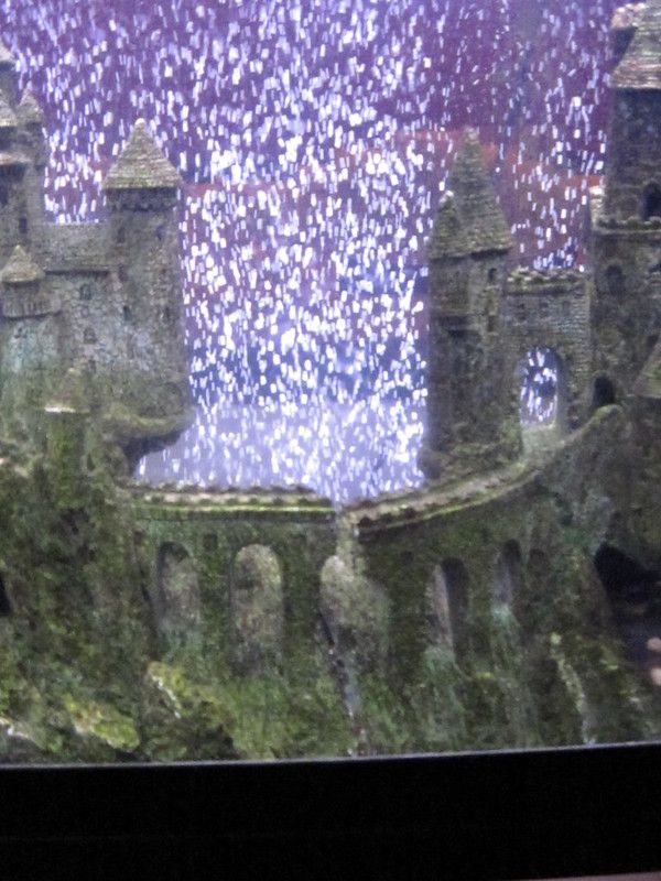 Does A Fish Tank Need An Air Pump? How Can You Tell?