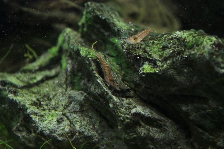 Do Ghost Shrimp Eat Algae?