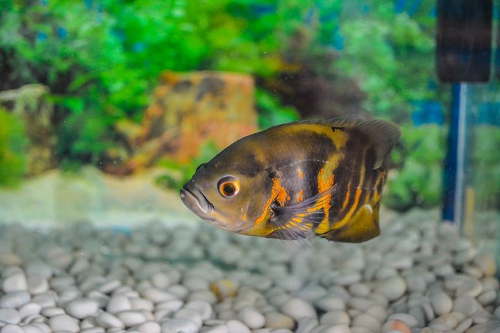 How To Raise KH In Your Aquarium