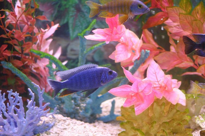 What Eats Fish Poop? How To Clean Poop From A Tank