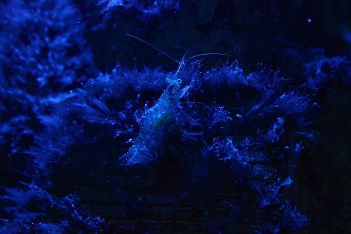 Do Ghost Shrimp Eat Each Other?