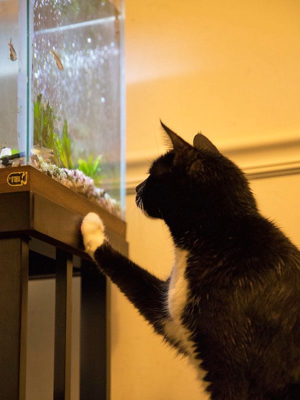 Acrylic vs Glass Aquarium: Which is Better?