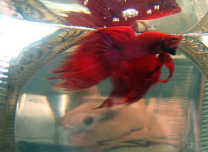 Betta Fish Flaring, Why Do They Do It? Why Does My Betta Flare At Me?