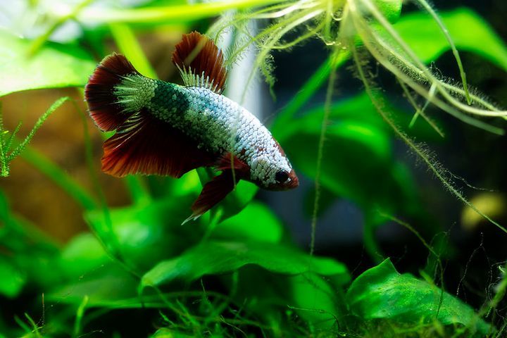 Do Betta Fish Need Sunlight?